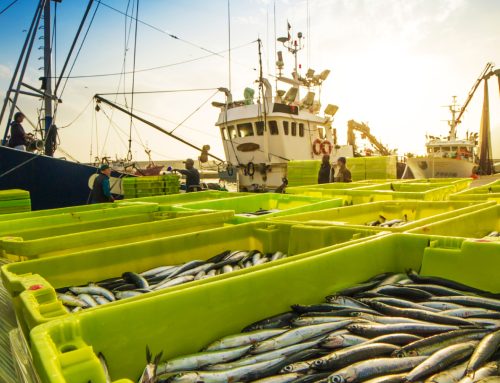 Exportação de peixes: saiba tudo sobre o processo